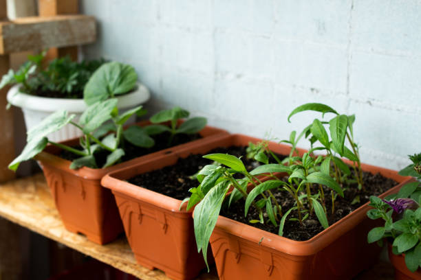 istock greens growing in a home pot on the balcony 1225970180