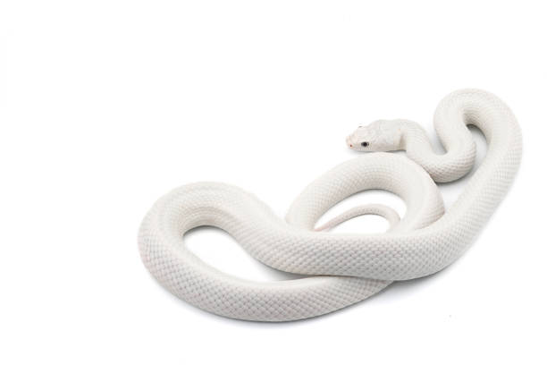 istock White rat snake isolated on white background 1225970259