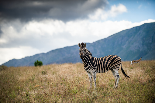 Zebra in mountain grassland looking at camera with springbok running