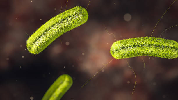 science photo zakażenia listeria bakterii jest chorobą bakteryjną przenoszoną przez żywność, która może być bardzo poważna dla kobiet w ciąży, osób w wieku powyżej 65 lat i osób z osłabionym układem odpornościowym - bacterium e coli pathogen micro organism zdjęcia i obrazy z banku zdjęć