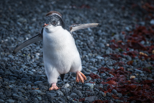 Funny adelie penguin chick waddling on shingle