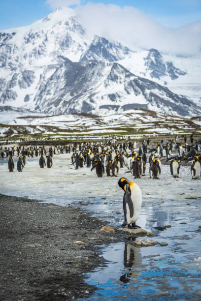 istock King penguin in rookery reflected in water 1225971312