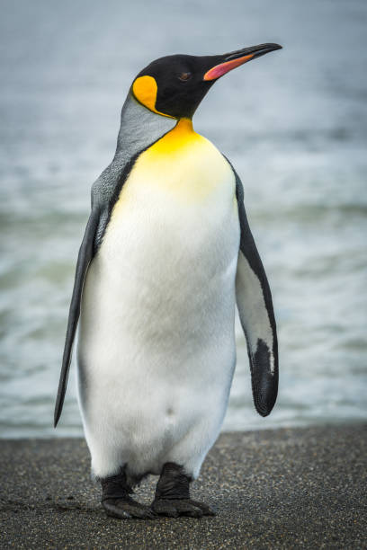 King penguin on beach with waves behind King penguin on beach with waves behind king penguin stock pictures, royalty-free photos & images