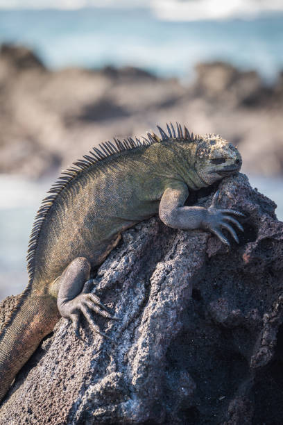 istock Marine iguana asleep on black volcanic rock 1225971343