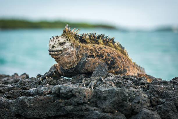 istock Marine iguana lying on rocks beside sea 1225971361