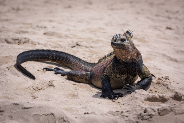 istock Marine iguana sunbathing on white sandy beach 1225971394