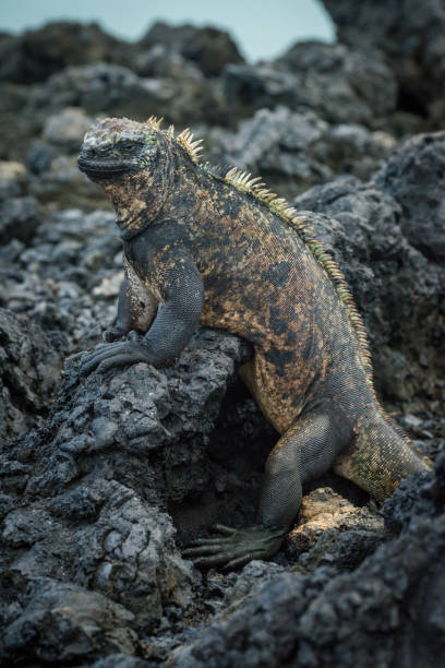 istock Marine iguana in profile on volcanic rocks 1225971406