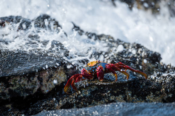 istock Sally Lightfoot crab hit by ocean spray 1225971492