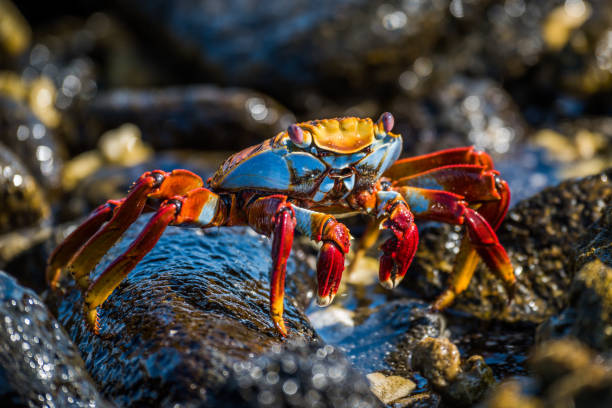 istock Sally Lightfoot crab climbs over wet rocks 1225971497