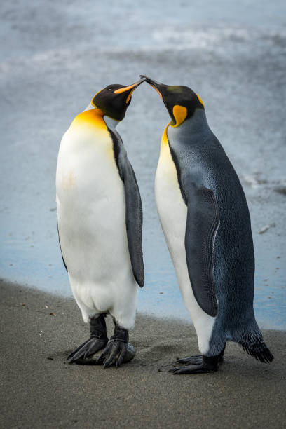 istock Two king penguins touching bills on beach 1225971510