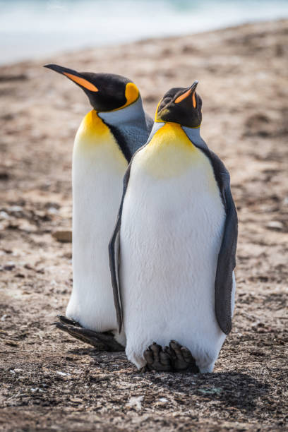istock Two king penguins side-by-side on shingle beach 1225971550