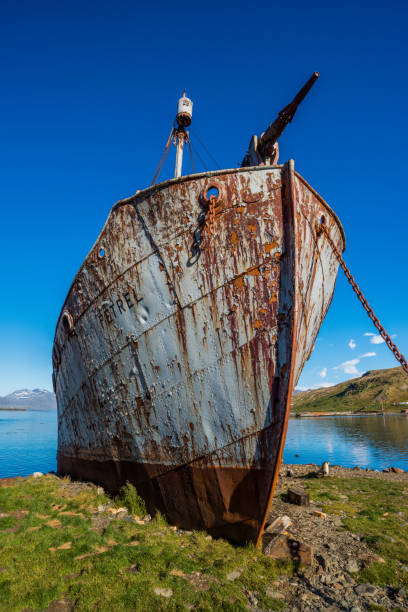 istock Rusty old whaler beside Antarctic fur seal 1225971567
