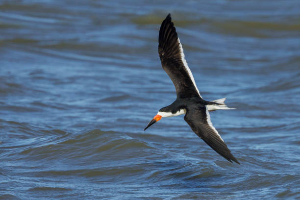istock North American bird species: Black Skimmer, Rynchops niger 1225971596