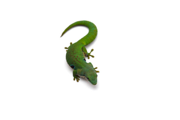 istock Madagascar day gecko isolated on white background 1225971691