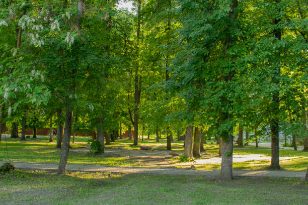 istock city park in summer 1225971726