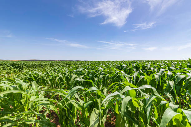 istock Rows of young corn shoots on an agricultural field 1225973887