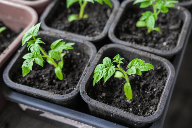 Tomato seedlings in small pots for growing Tomato seedlings in small pots for growing. formal garden flower bed gardening vegetable garden stock pictures, royalty-free photos & images