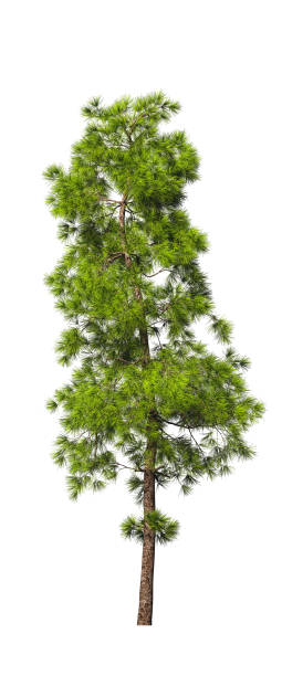istock Evergreen tall coniferous pine tree on a white insulating background on high resolution. 3D stock illustration. 1225974256