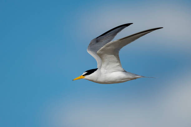 istock North American bird species: Least Tern, Sternula antillarum 1225975712