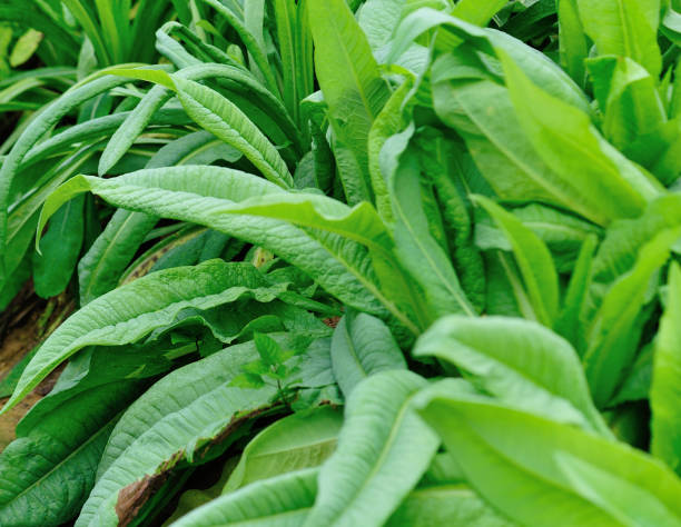istock Green leaf lettuce in growth at vegetable garden 1225975740