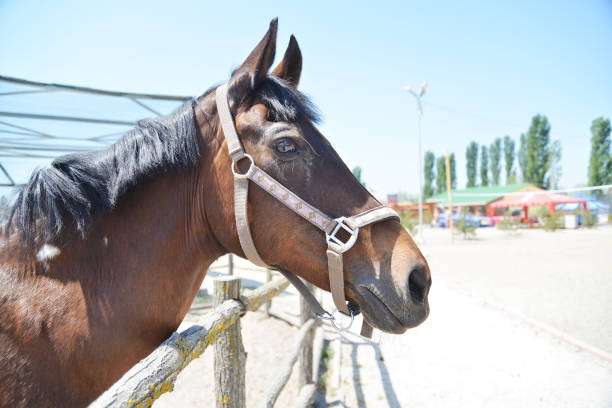 馬の農場で馬の頭のクローズアップ写真。 - horse close up non urban scene spring ストックフォトと画像