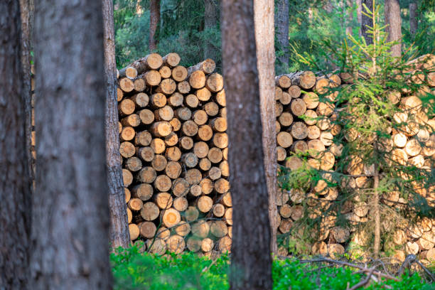 istock harvested trees stacked on the border in the forest, wood processing industry 1225977484