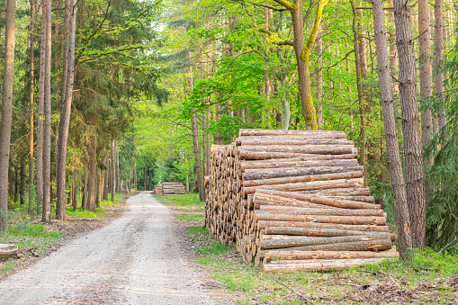 tree trunks stacked by a forest road, harvesting of dry trees in the Czech Republic due to a bark beetle calamity on sunny day