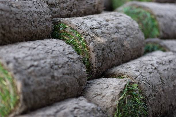istock Stack of rolled turf to be used as a new lawn 1225977596