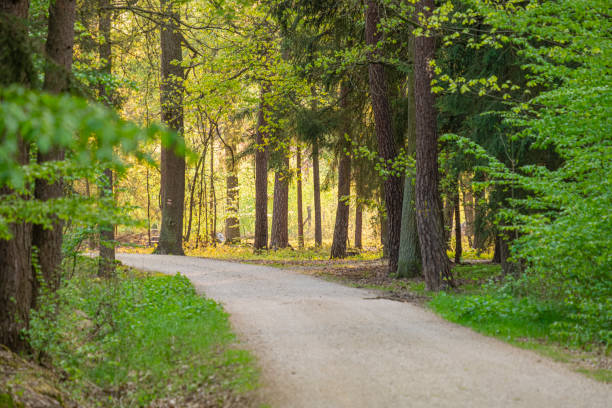 Photo of stony path leading through the forest, a place for active rest and recreation