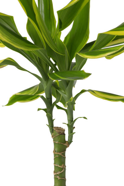 istock Isolated Dracaena fragrans without pot with roots and ground seeing. 1225977657