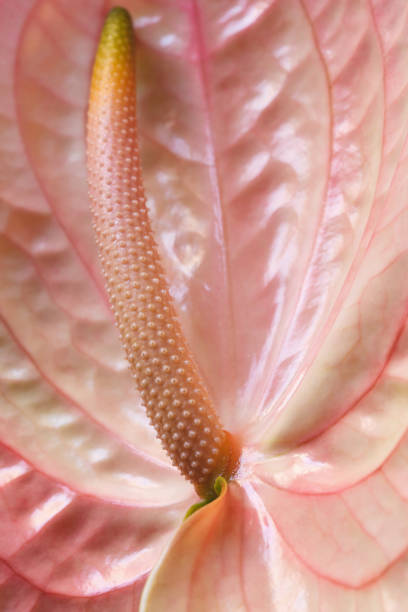 istock Macro details of pink delicate Anthurium flower. 1225977919