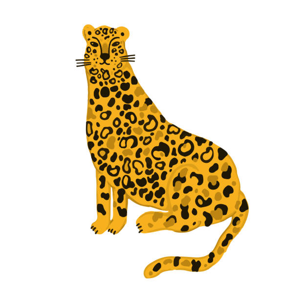 Sitting Leopard Vector 3,100+ Sitting Leopard Stock Photos, Pictures & Royalty-Free Images ...
