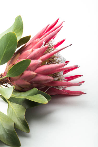 istock Protea plant part close up isolated on white. 1225978089