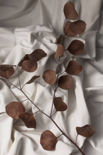 istock Dried eucalyptus branch laying on white draper. 1225978092