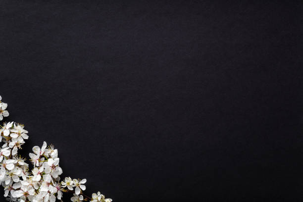 Fresh branches of white cherry blossoms on dark black table background. Condolence card. Empty place for emotional, sentimental text, quote or sayings. Top down view.