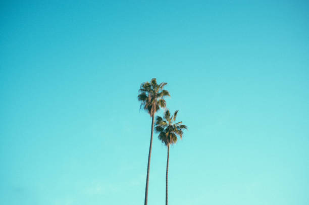 istock Californian palm tree 1225979003