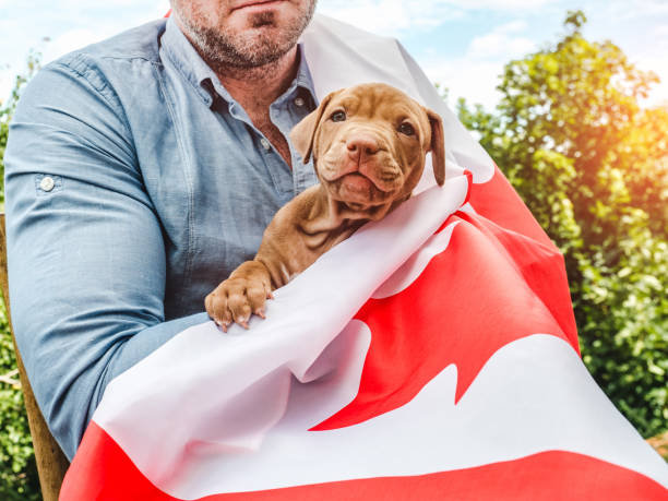 istock Handsome man and a charming puppy. Close-up 1225979169