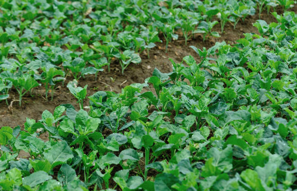 istock Green kale in growth at vegetable garden 1225979224