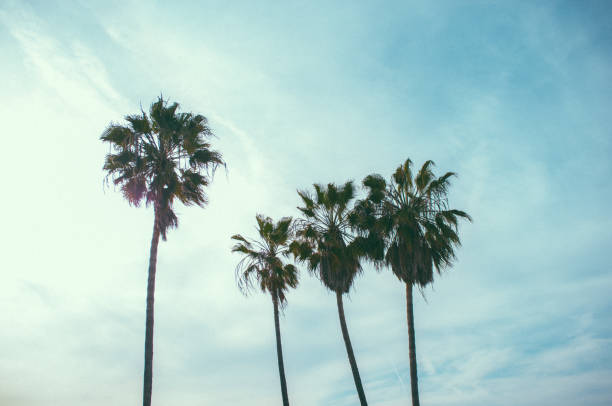 istock Californian palm tree 1225979818