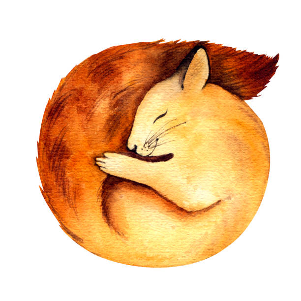 Sweet Dreams Handmade watercolor painting, cartoon style - sleeping little squirrel sleeping squirrel stock illustrations