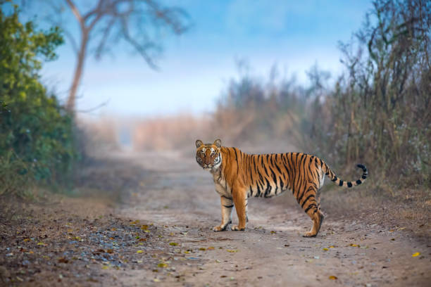 tigresse dans la brume - réserve sauvage photos et images de collection