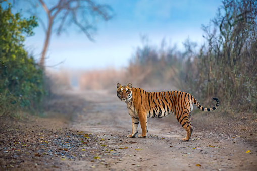 She was the ruling queen of Corbett Dhikala forests , India, way back. One fine winter morning, when we entered the jungle, she suddenly appeared from the tall grass to cross a small pathway. In between, she stoped for a few seconds, turned, posed for me to get this shot. The mist in the BG and her winter Orange and Black coat brought out the beauty for the image.
