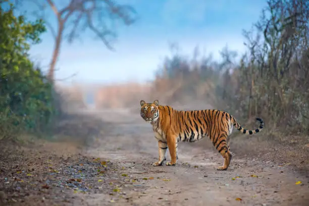 Photo of Tigress in mist