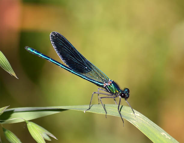 istock a dragonfly perched on the leaf of an aquatic plant 1225982368