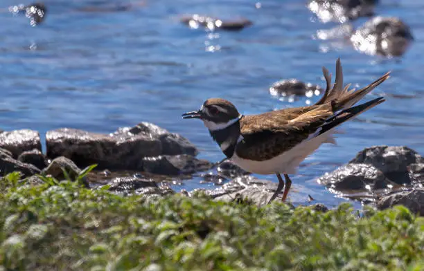 This killdeer was wandering along the shore looking for food