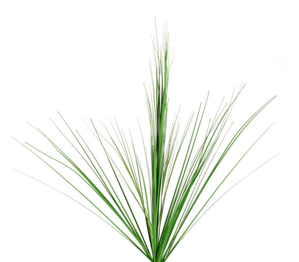 istock Bunch of reeds 1225982745