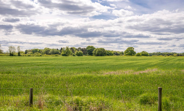 istock A field of crops. 1225982772