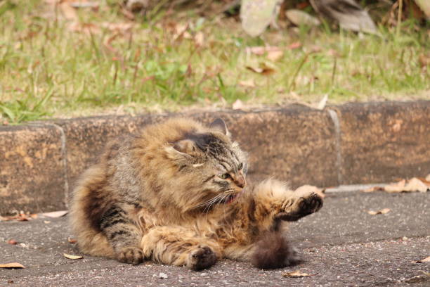 istock Stray cat likely to be blown away by strong wind. 1225982861