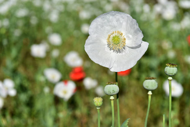 White poppy  in the green field