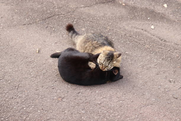 istock Stray cat biting in the throat and fighting. 1225982916